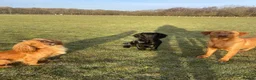 Cockerdor dogs for sale: 🌟 Health Tested Cockerdor Puppies 🌟  - Advert 5