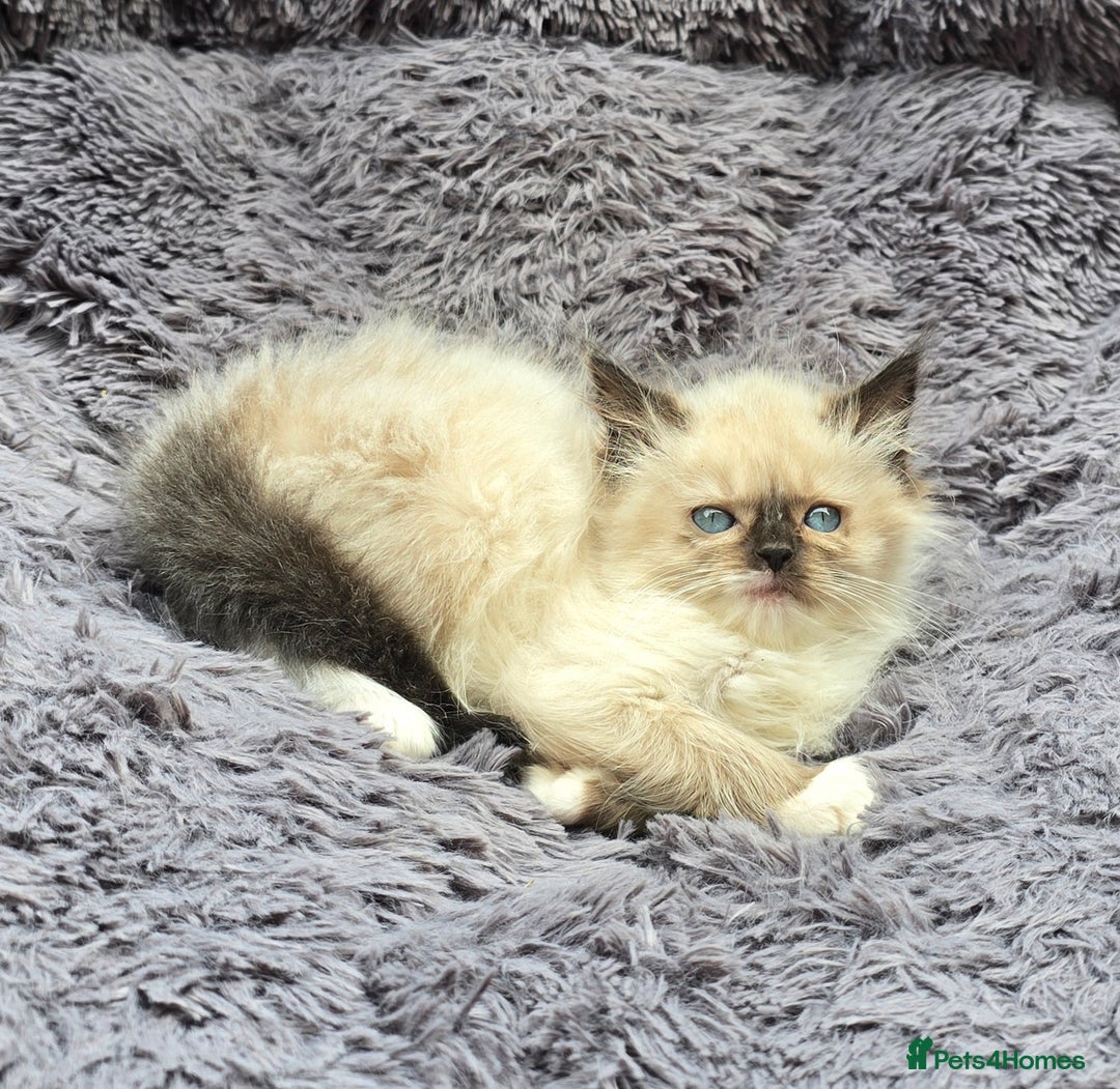 Ragdoll cats for sale: GCCF registered Ragdoll kittens  - Image 16