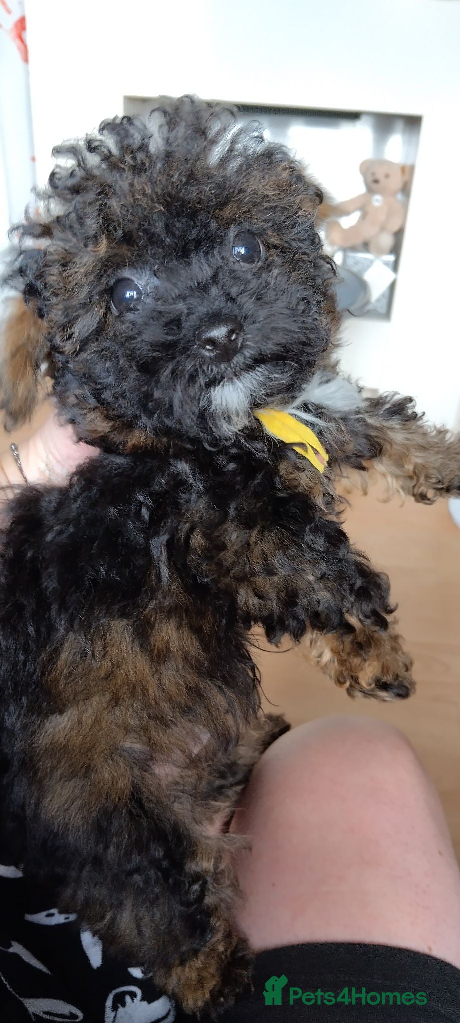 Poochon dogs ❤️one male Poochon pup left❤️ - Advert 1