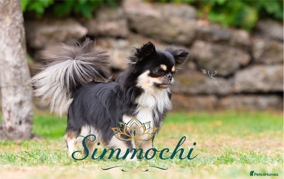 Chihuahua dogs for stud: Exceptional Thai line  - Advert 5