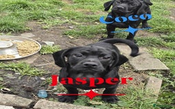 Mixed Breed dogs for sale: Cocakpug - Image 2