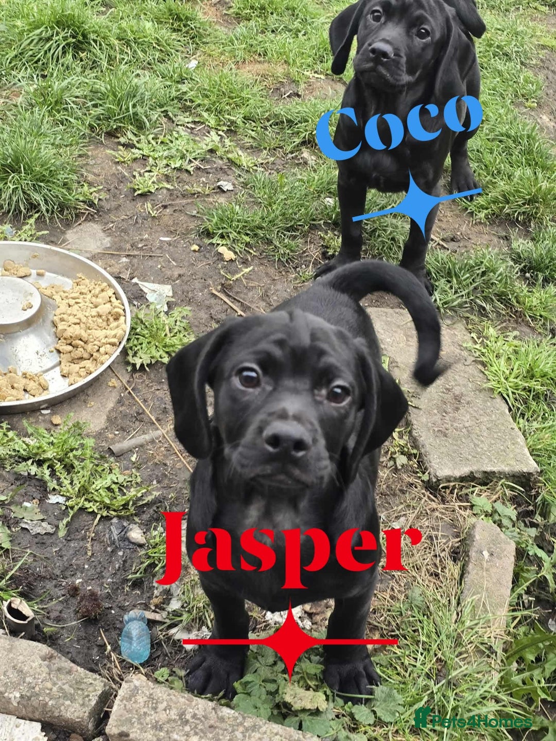 Mixed Breed dogs for sale: Cocakpug - Image 2