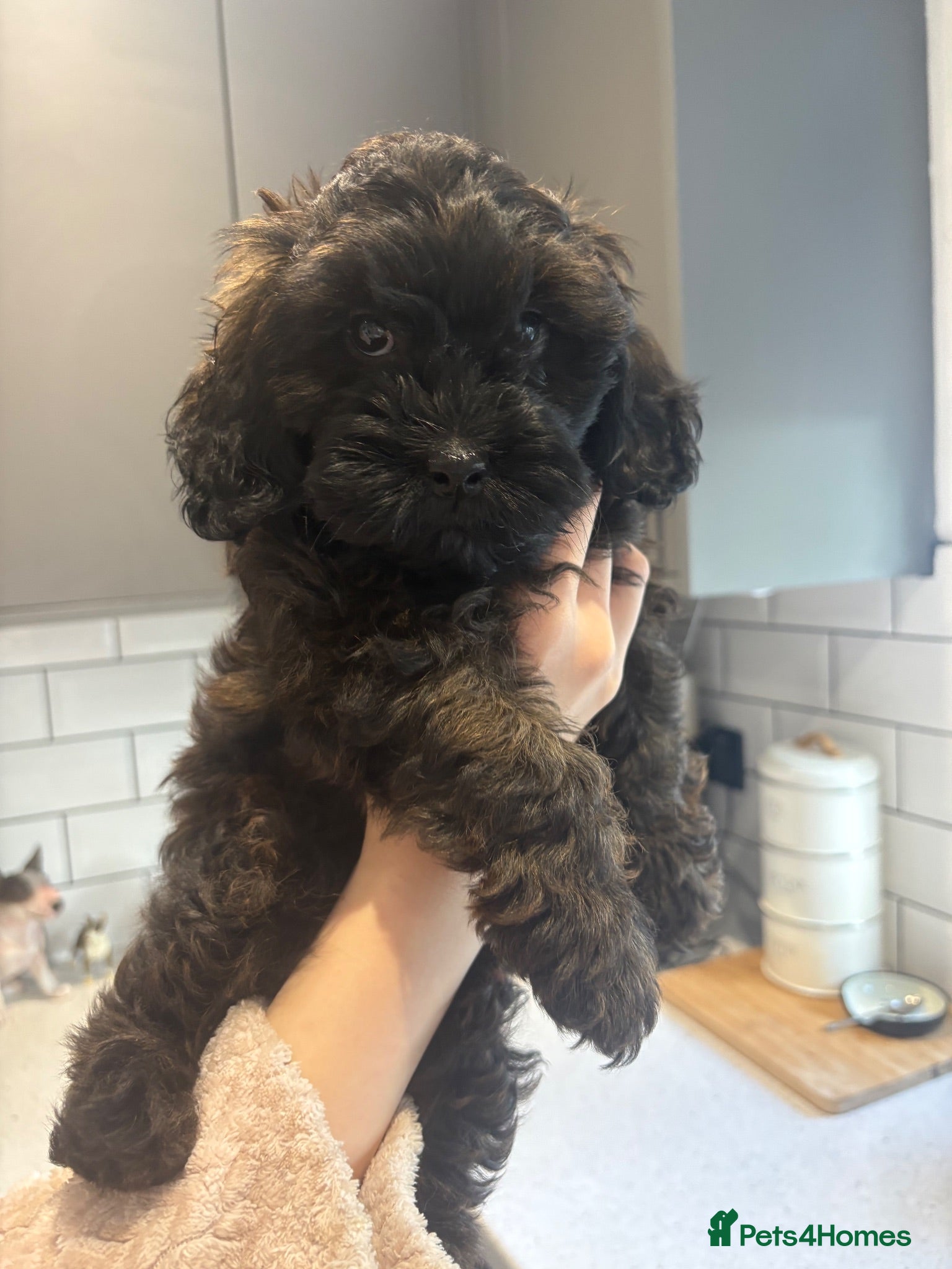 Shihpoo dogs **REDUCED** Last 2 girls ready to leave🧸🤎  - Advert 1