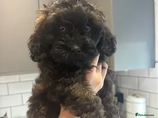 Shihpoo dogs **REDUCED** Last 2 girls ready to leave🧸🤎 - Advert 5