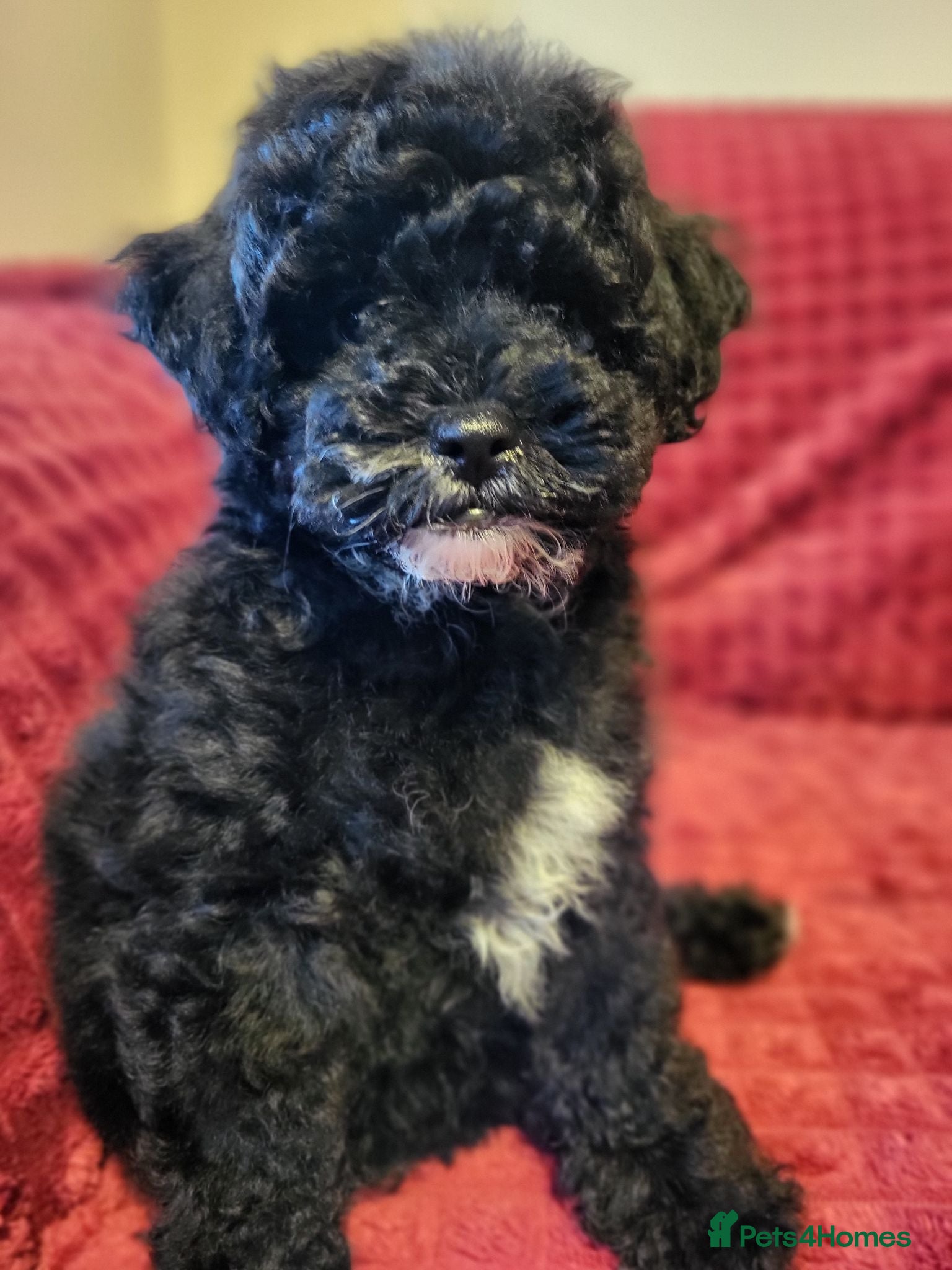 Poochon dogs Poochon READY TO GO - Advert 1