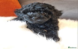 Cockapoo dogs for sale: Adorable best friend pups, sold fully vaccinated - Image 24