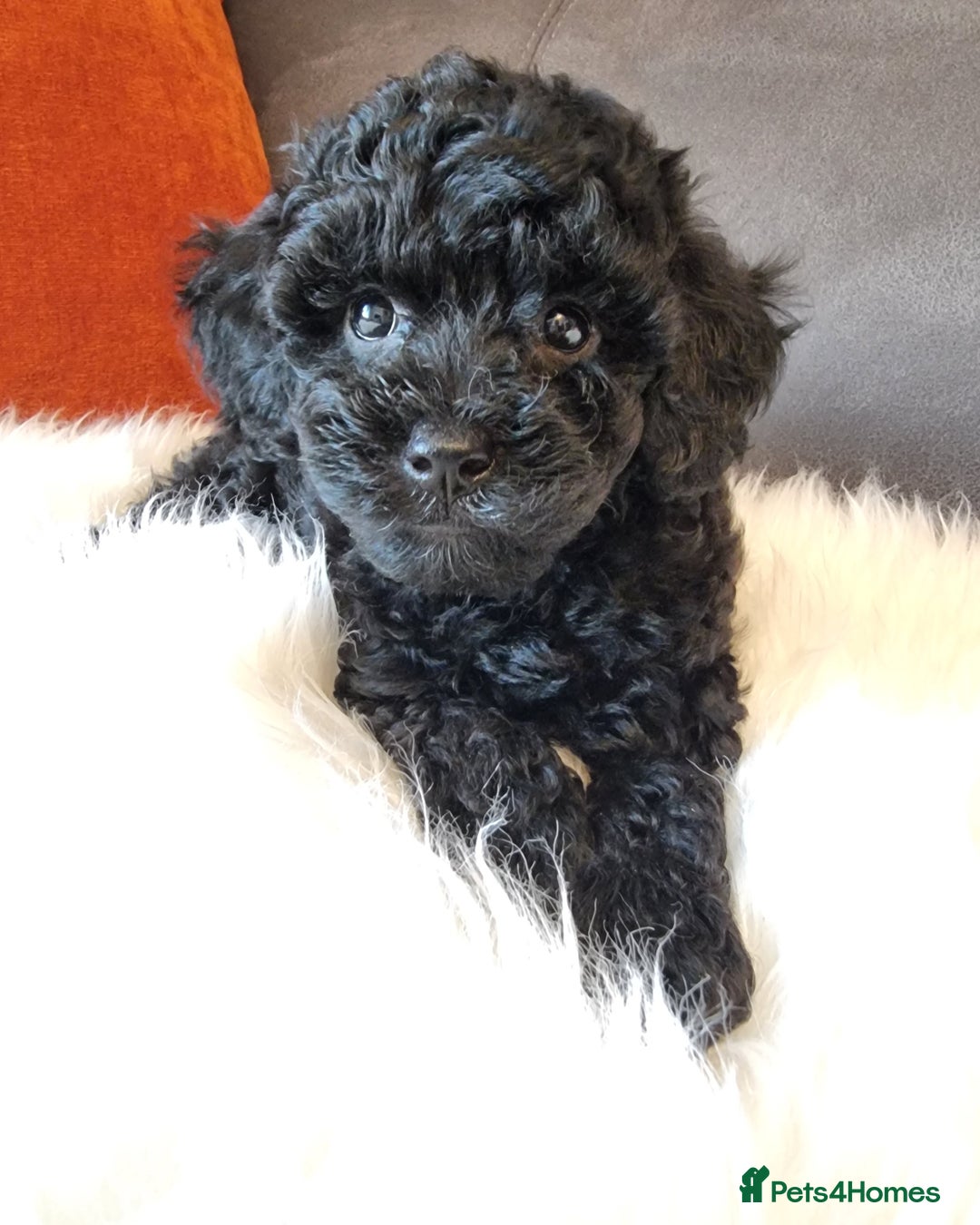 Cockapoo dogs for sale: Adorable best friend pups, sold fully vaccinated - Image 24