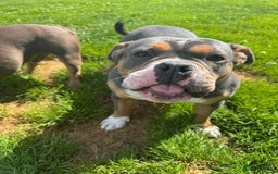 Bull Terrier dogs for adoption: Meet Merry & Pippin – A Bonded Pair  - Image 3