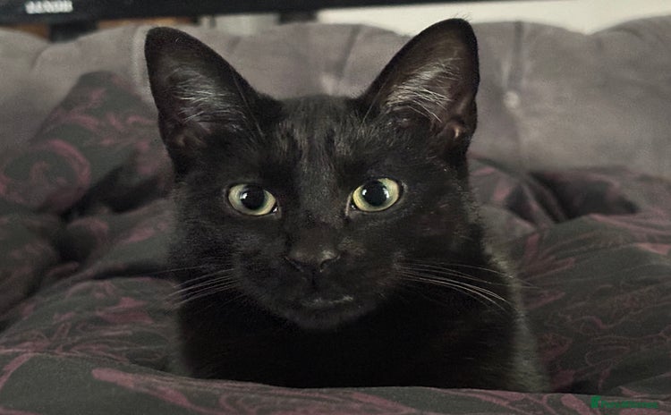 Domestic Shorthair cats - Advert 2