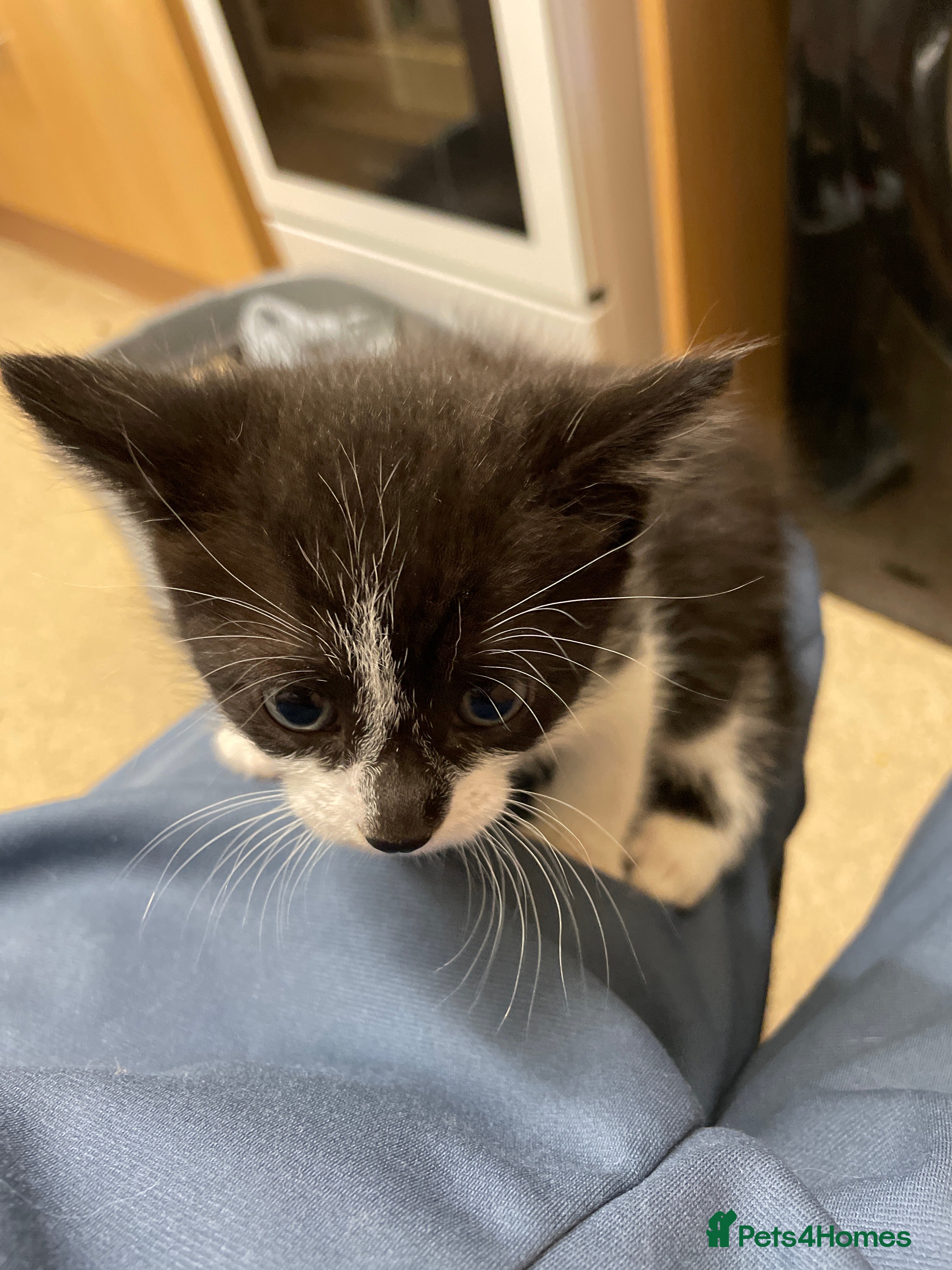 British Shorthair cats for sale: 2 male 1 female  in Chesterfield - Advert 7