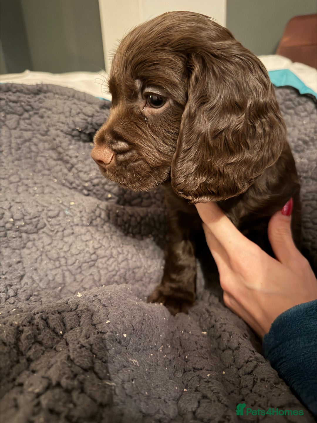 Cocker Spaniel dogs for sale: KC Registered Working Cocker Spaniels  - Advert 14