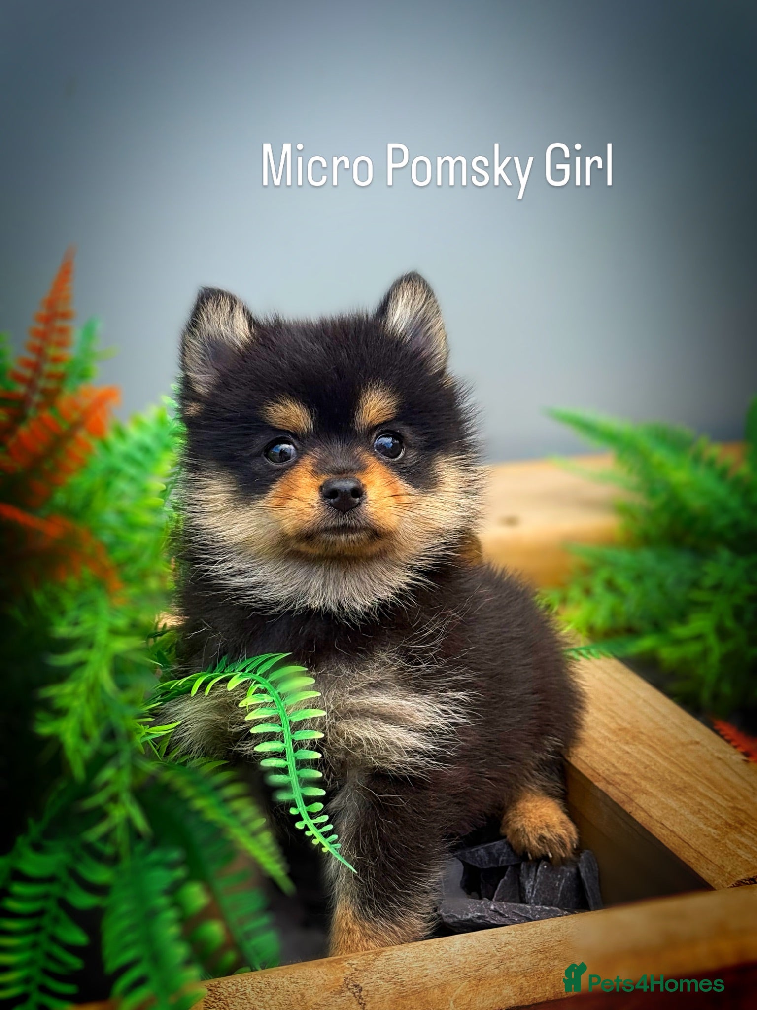 Pomsky dogs Stunning  **  Pomsky Girl - Advert 2