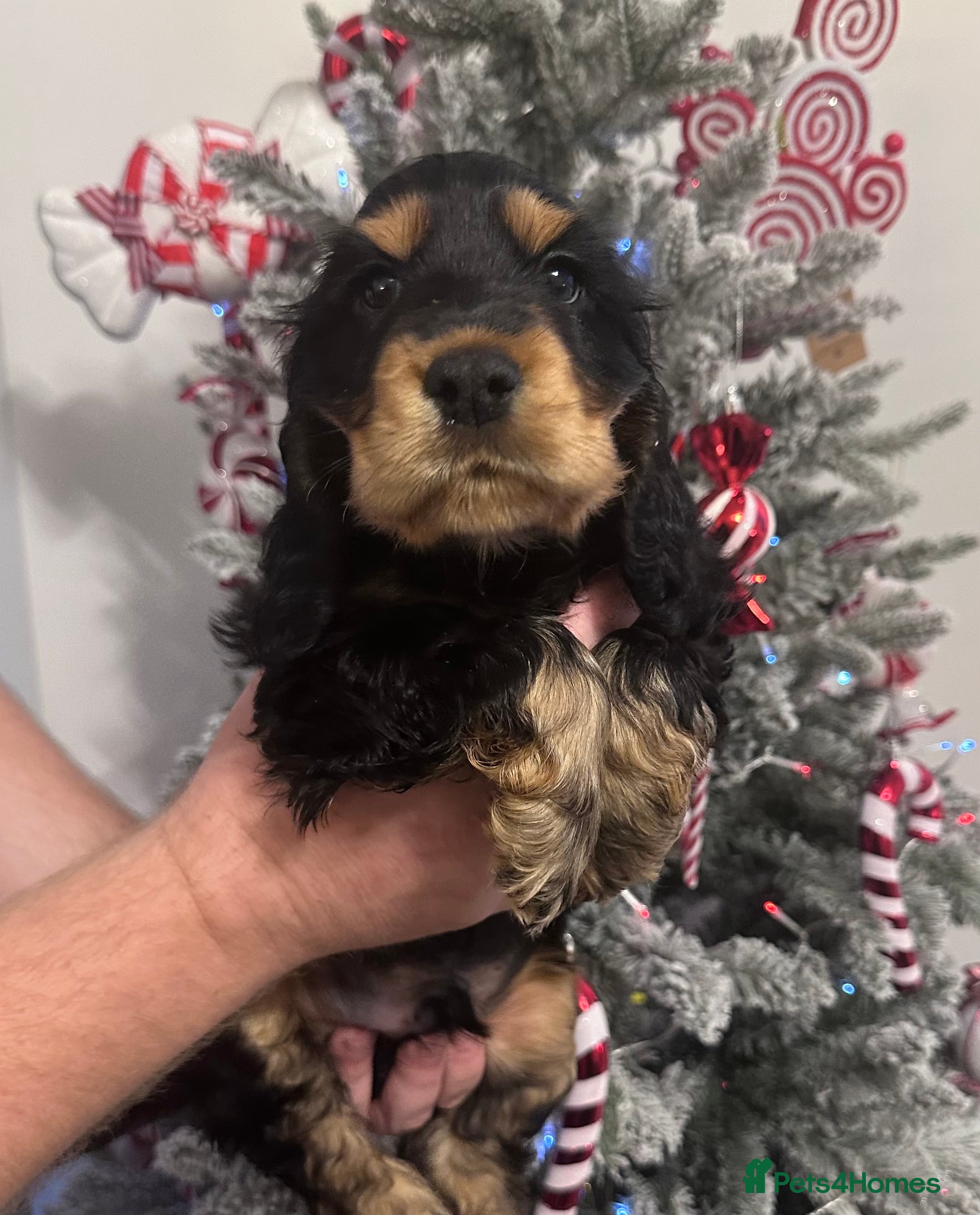 Cocker Spaniel dogs 🐾 BLACK & TAN HEALTH TESTED MALE SHOW COCKER 💕 - Advert 1