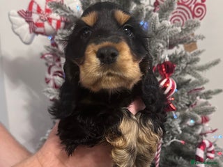 Cocker Spaniel dogs LOVELY SHOW COCKER PUPS - Ready Sunday - Advert 9