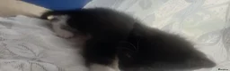 British Shorthair cats for sale: 5 gorgeous kittens  in Eastbourne - Advert 3