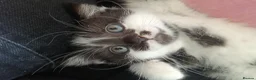 Mixed Breed cats for sale: Mix breed kittens - Advert 5