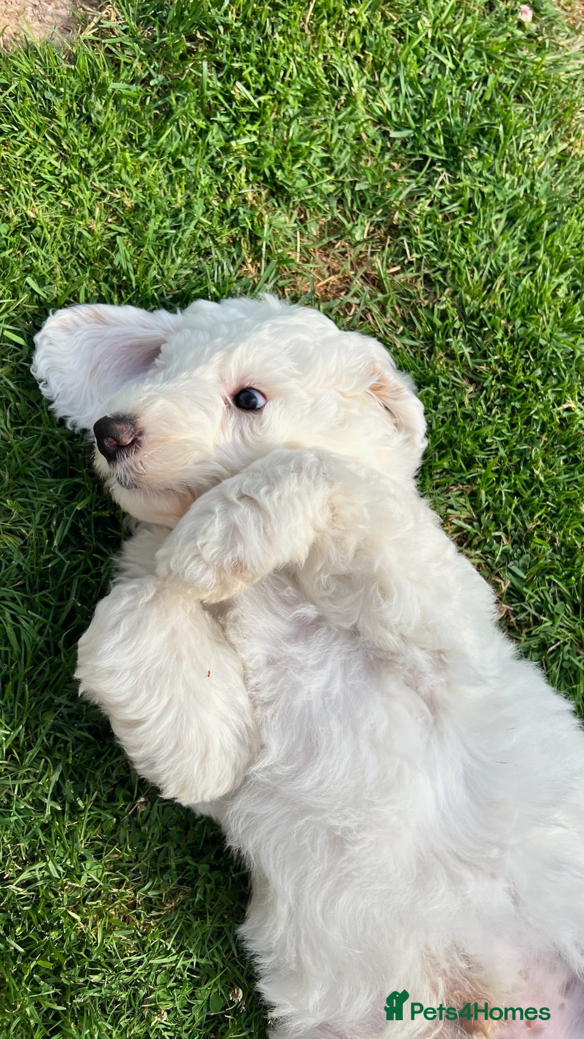 Australian Labradoodle dogs Australian Labradoodle Puppies, Ready to leave - Advert 2