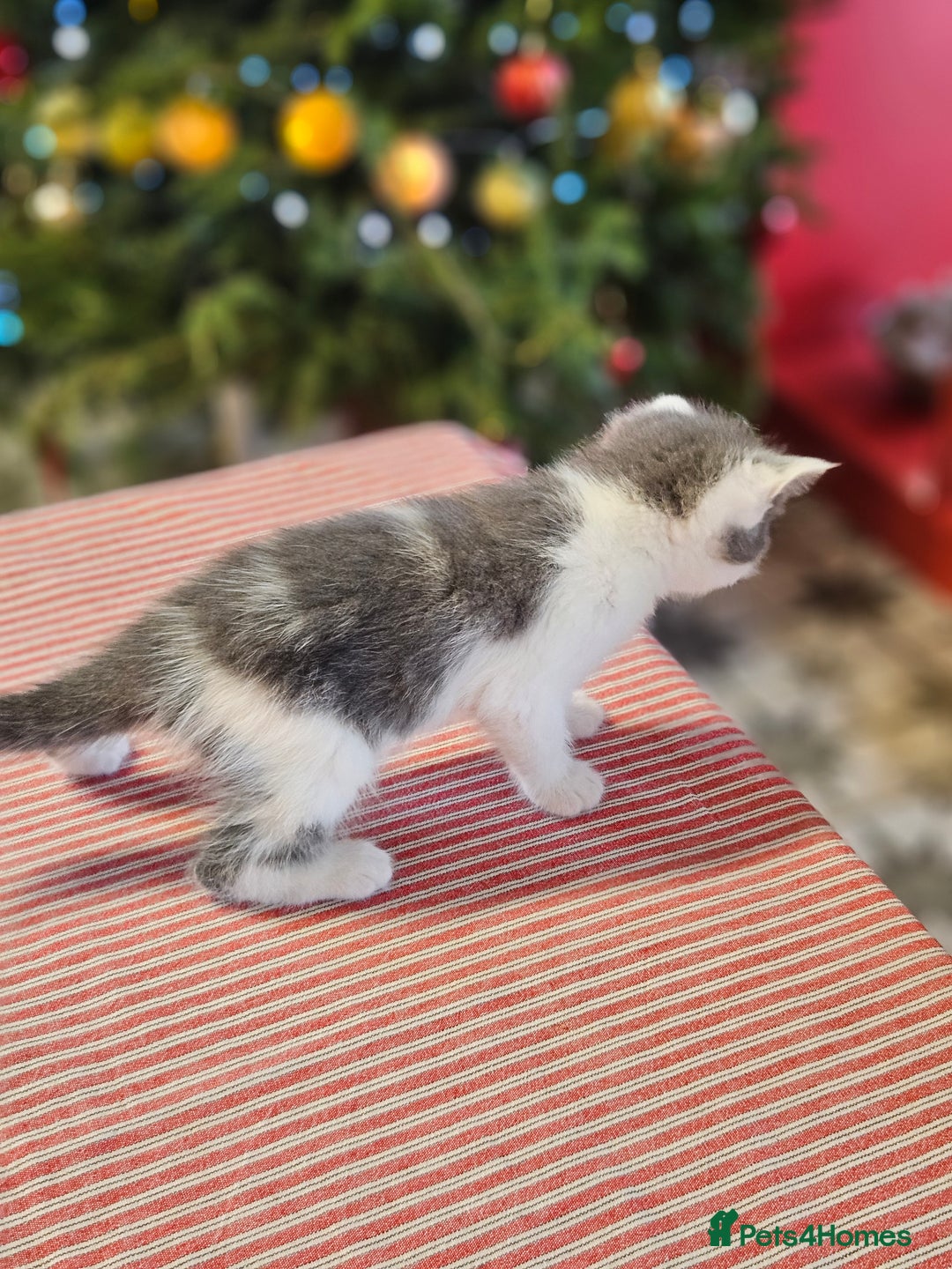 Maine Coon cats for sale: Adorable Maine Coon cross litter for sale - Advert 20