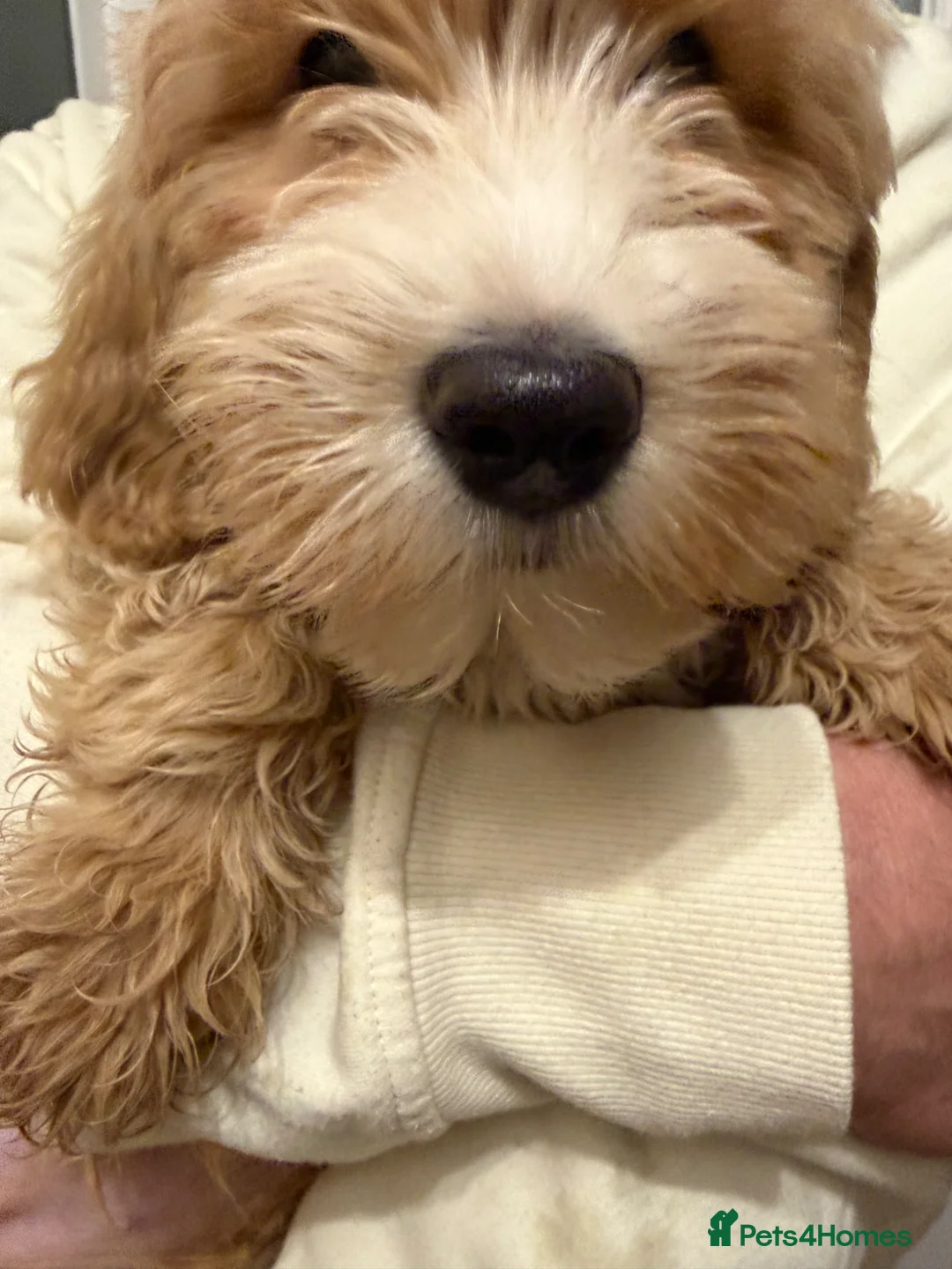 Labradoodle dogs for sale: Labradoodle  - Advert 1