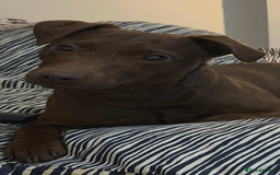 Patterdale Terrier dogs for sale: Beautiful chocolate patterdale terriers  - Image 8