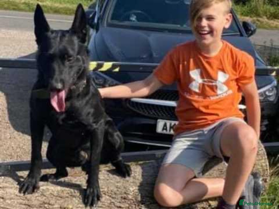 Belgian Shepherd Dog dogs for sale: Full tested family protection dog  - Advert 4
