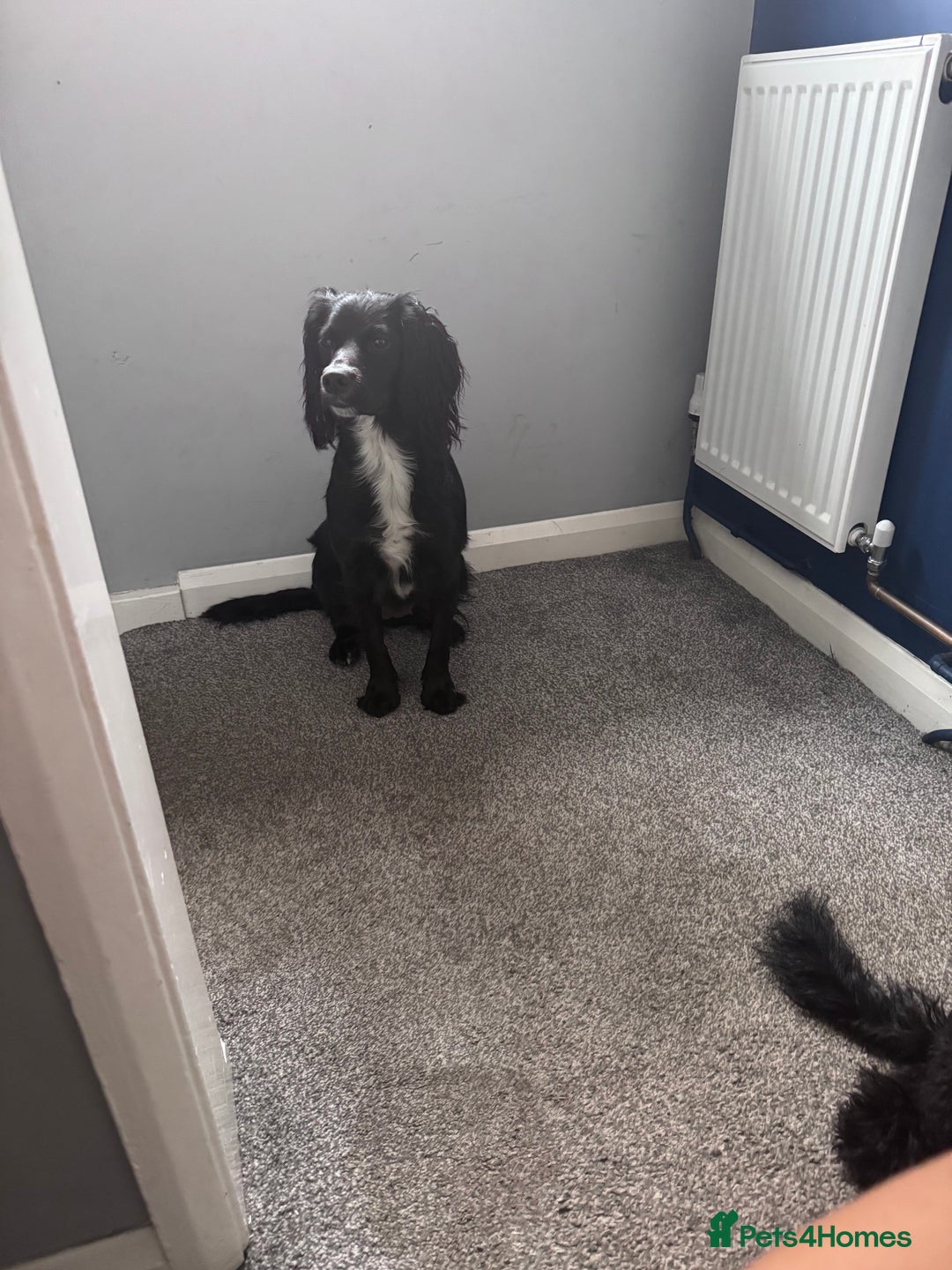 Cockapoo dogs for sale: Stunning cockapoos  - Advert 2