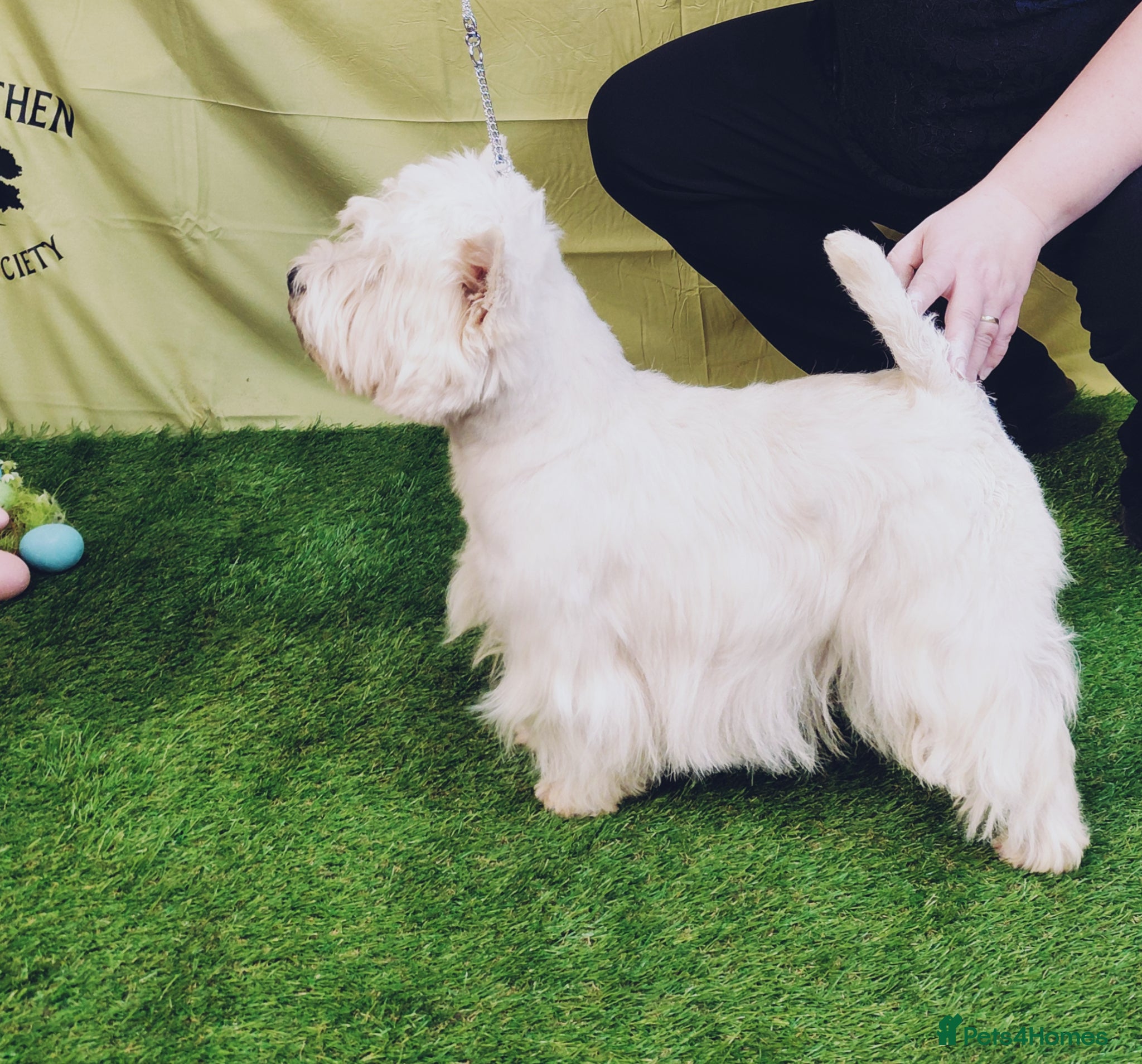 West Highland Terrier dogs * stud only* KC Stunning west highland terrier - Advert 12