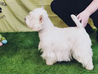 West Highland Terrier dogs * stud only* KC Stunning west highland terrier - Advert 12