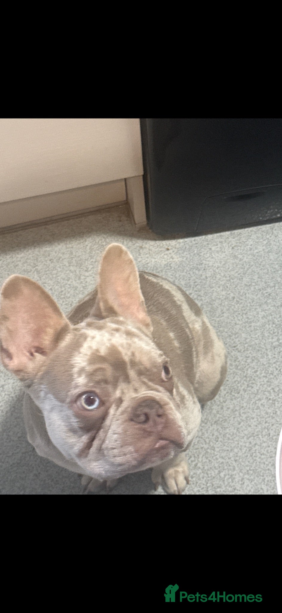 French Bulldog dogs French bulldog boy - Advert 2
