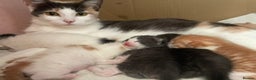 Mixed Breed cats for sale: 5 Beautiful & Friendly kittens for sale  - Advert 5