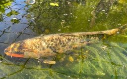 Koi Carp fish for sale: Koi carp and Ghost Koi - very latge - Image 9