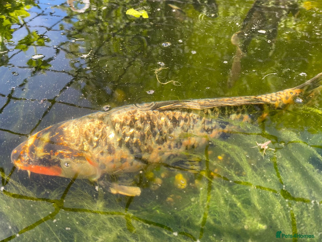 Koi Carp fish for sale: Koi carp and Ghost Koi - very latge - Image 9
