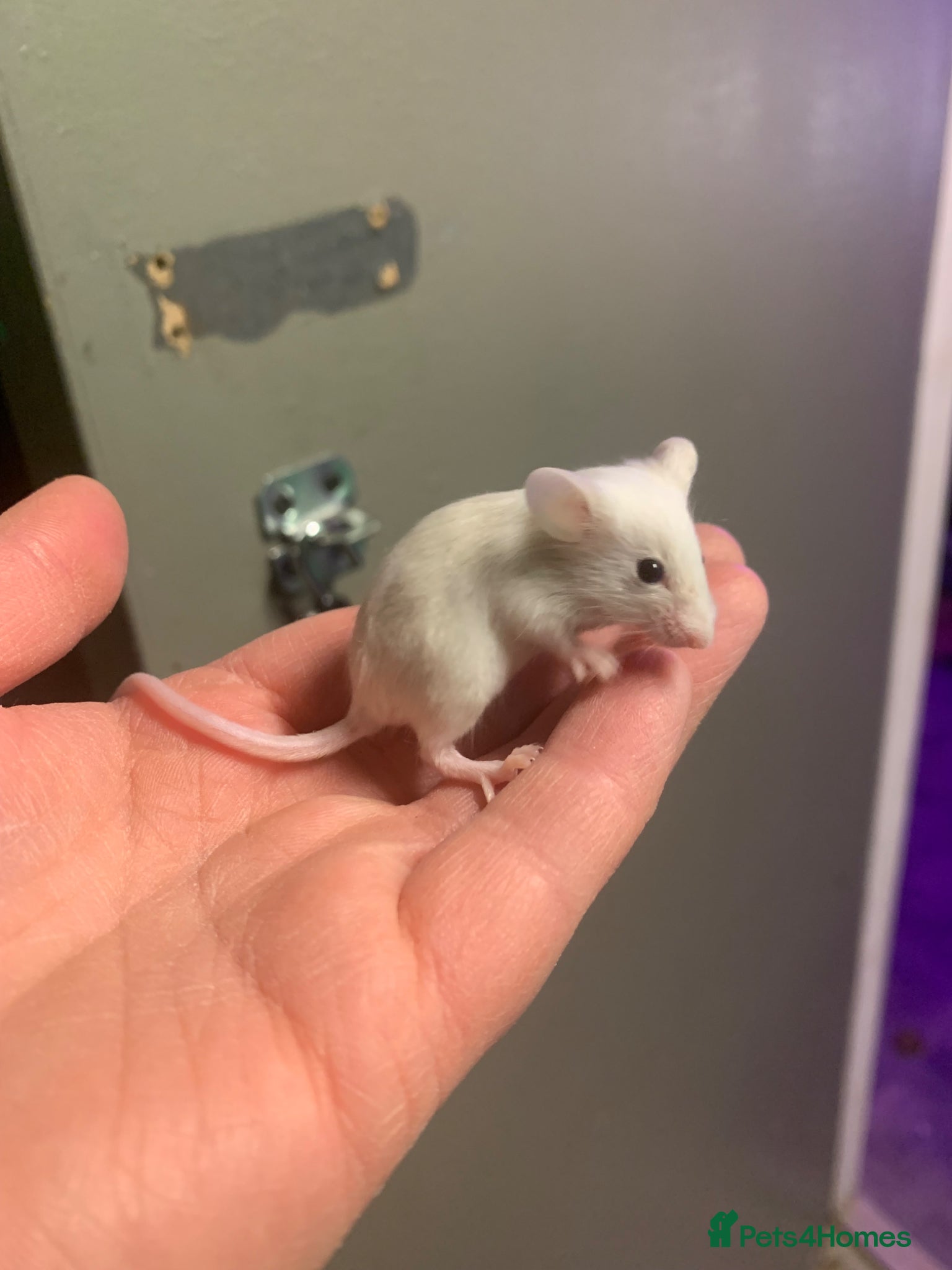 Mouse rodents Mice for sale  - Advert 6