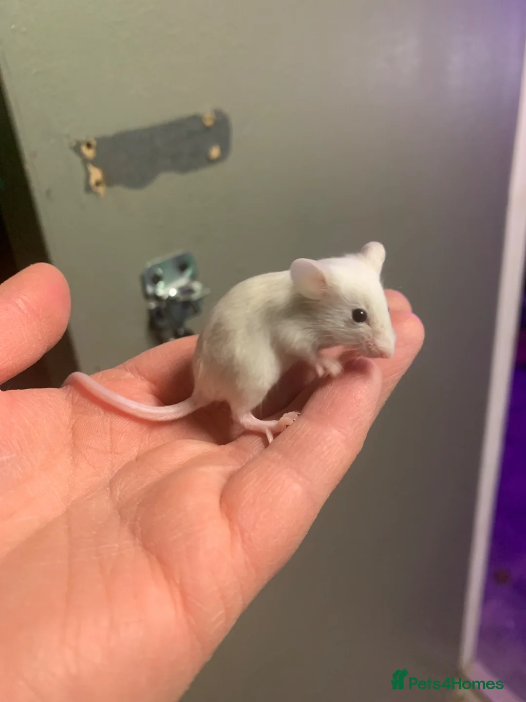 Mouse rodents for sale: Mice for sale  - Advert 1