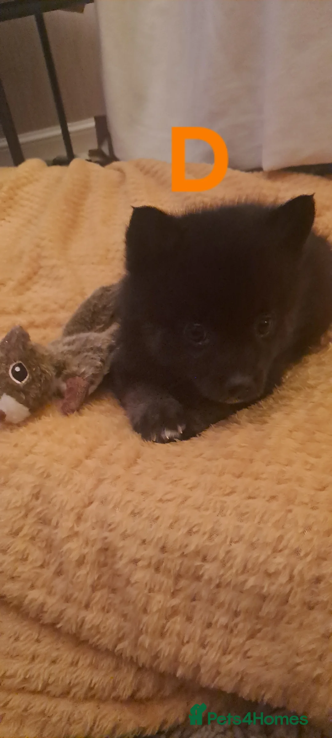 Pomsky dogs for sale: 5 Fluffy Pomsky pups- Ready Now - Advert 10