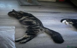 Maine Coon cats for sale: Maine coone mix lovely kitten in Leeds - Image 11
