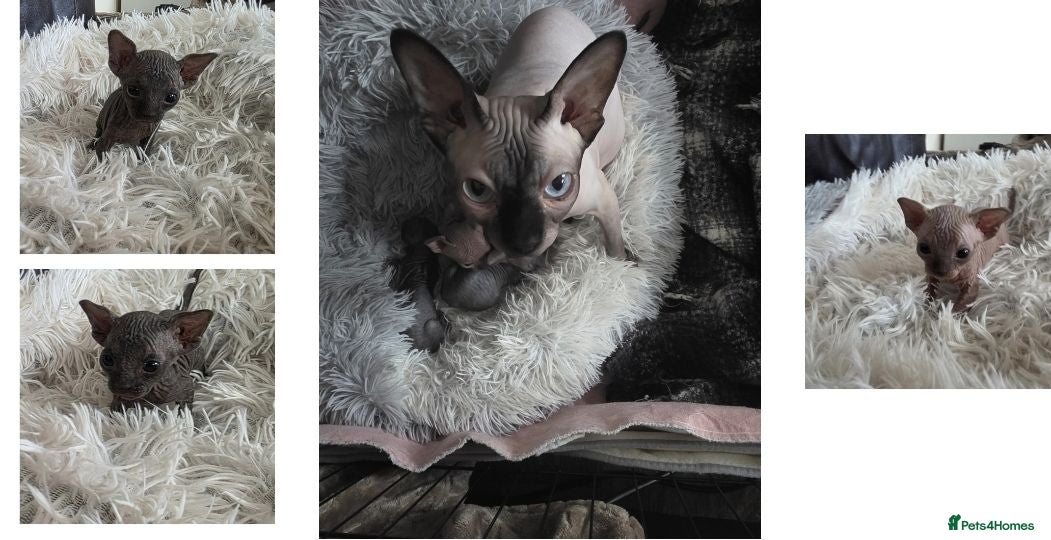 Sphynx cats 3 Stunning TICA Registered Sphynx Boys - Advert 6