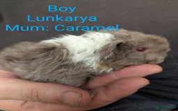 Guinea Pig rodents for sale: Stunning baby guinea pigs! Lunkarya/Abyssinian/sh  - Image 6