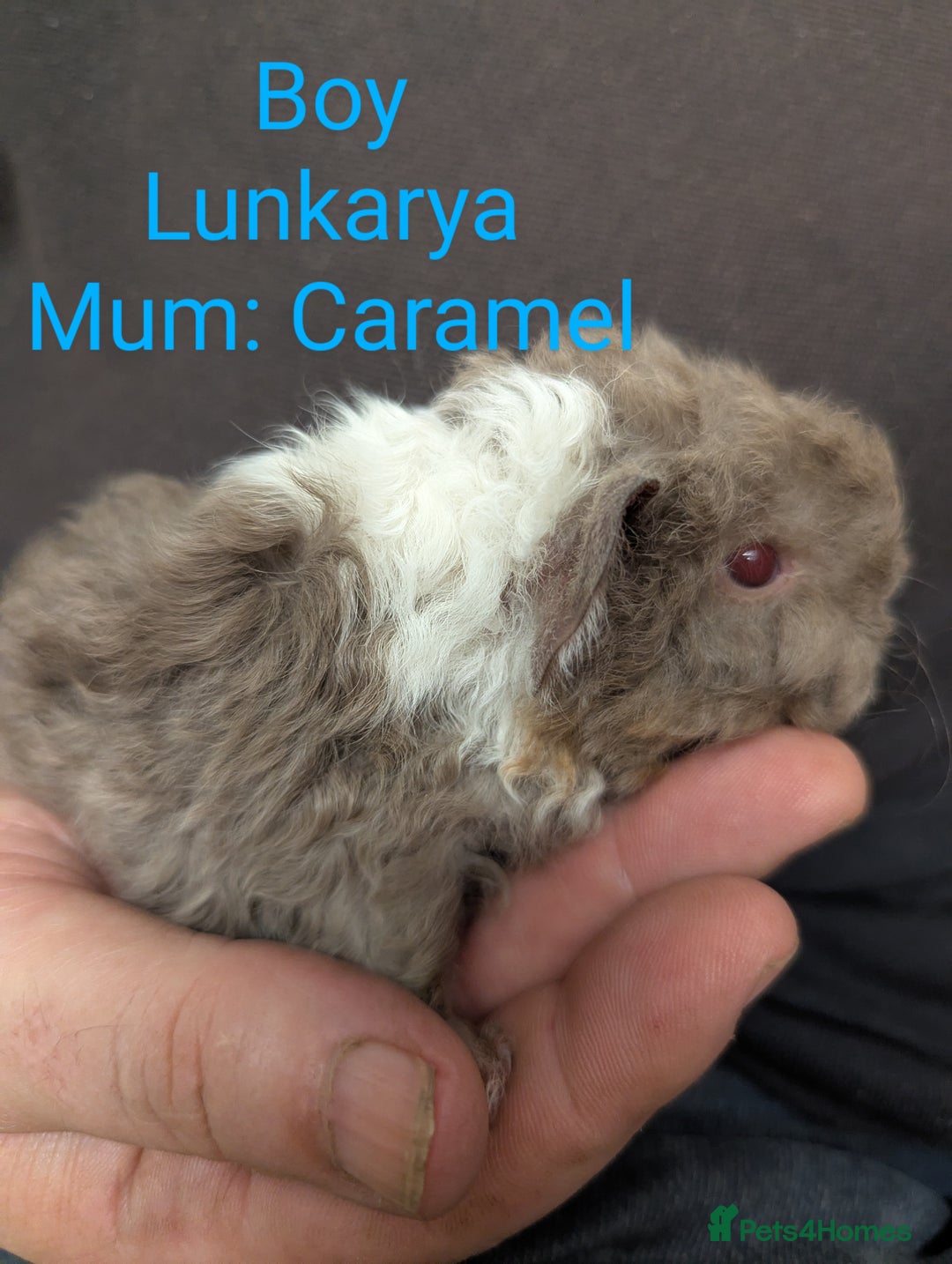 Guinea Pig rodents for sale: Stunning baby guinea pigs! Lunkarya/Abyssinian/sh  - Image 6