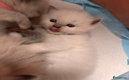 Ragdoll cats for sale: Ragdoll Kittens  - Image 11