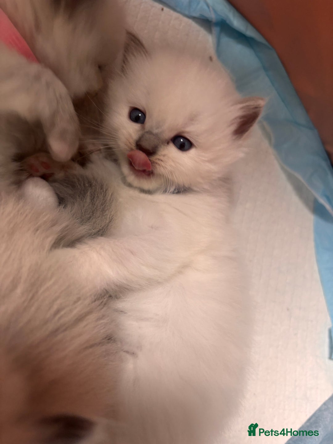 Ragdoll cats for sale: Ragdoll Kittens  - Image 11