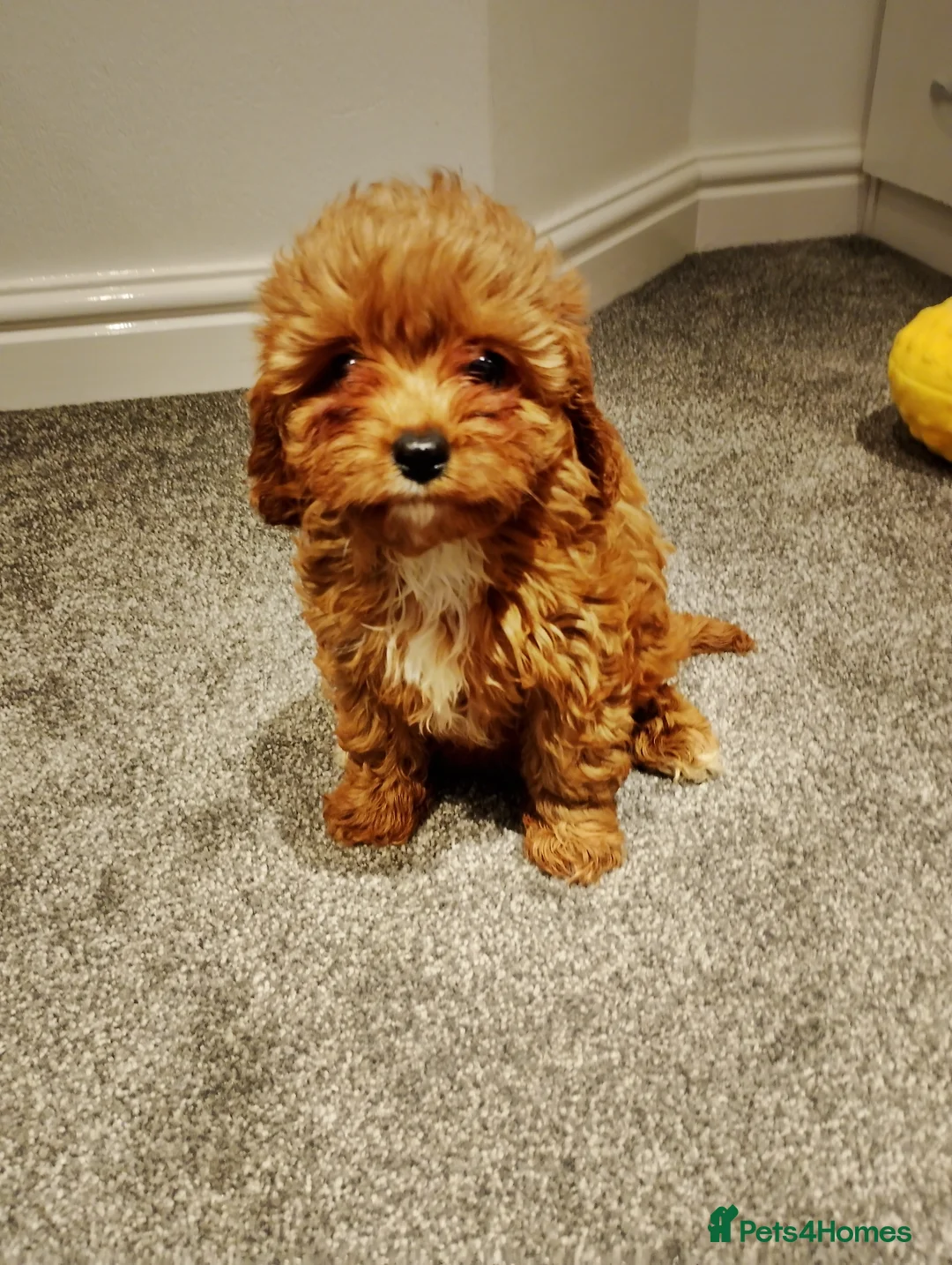 Cavapoo dogs for sale: Stunning F1 Cavapoos ready now ! - Advert 20