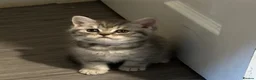 British Shorthair cats for sale: Amazing pure breed BSH/BLH - Advert 5