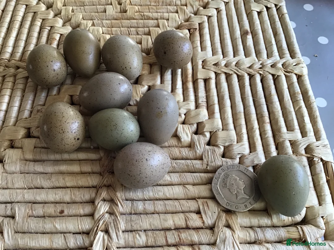 Quail poultry for sale: Button Quail Pure Silver Chinese painted Eggs only - Advert 3