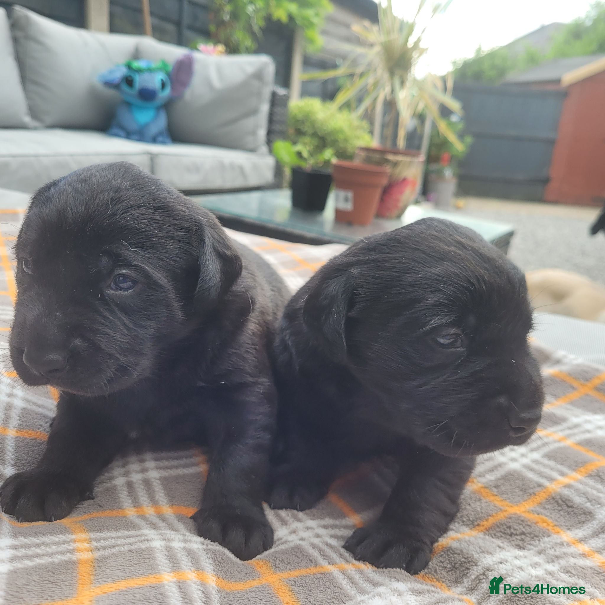 Labrador Retriever dogs Adorable Labrador Puppies for Sale! - Advert 7