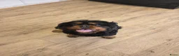 Cavalier King Charles Spaniel dogs for stud: Health Tested K.C Registered Stud - Advert 2