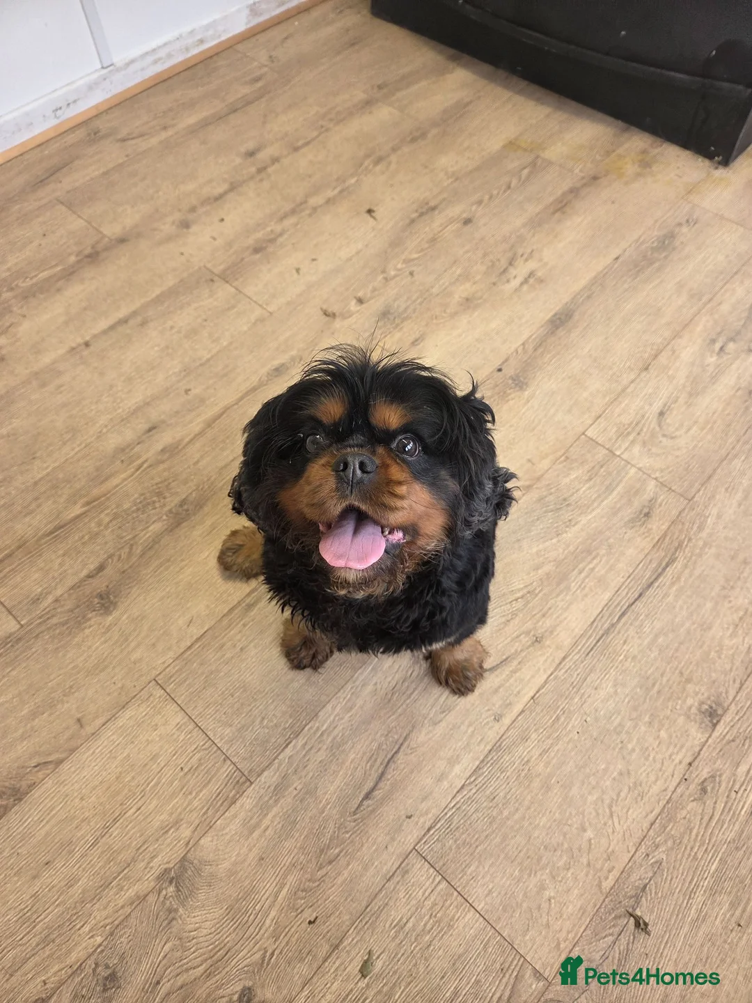 Cavalier King Charles Spaniel dogs for stud: Health Tested K.C Registered Stud - Advert 2