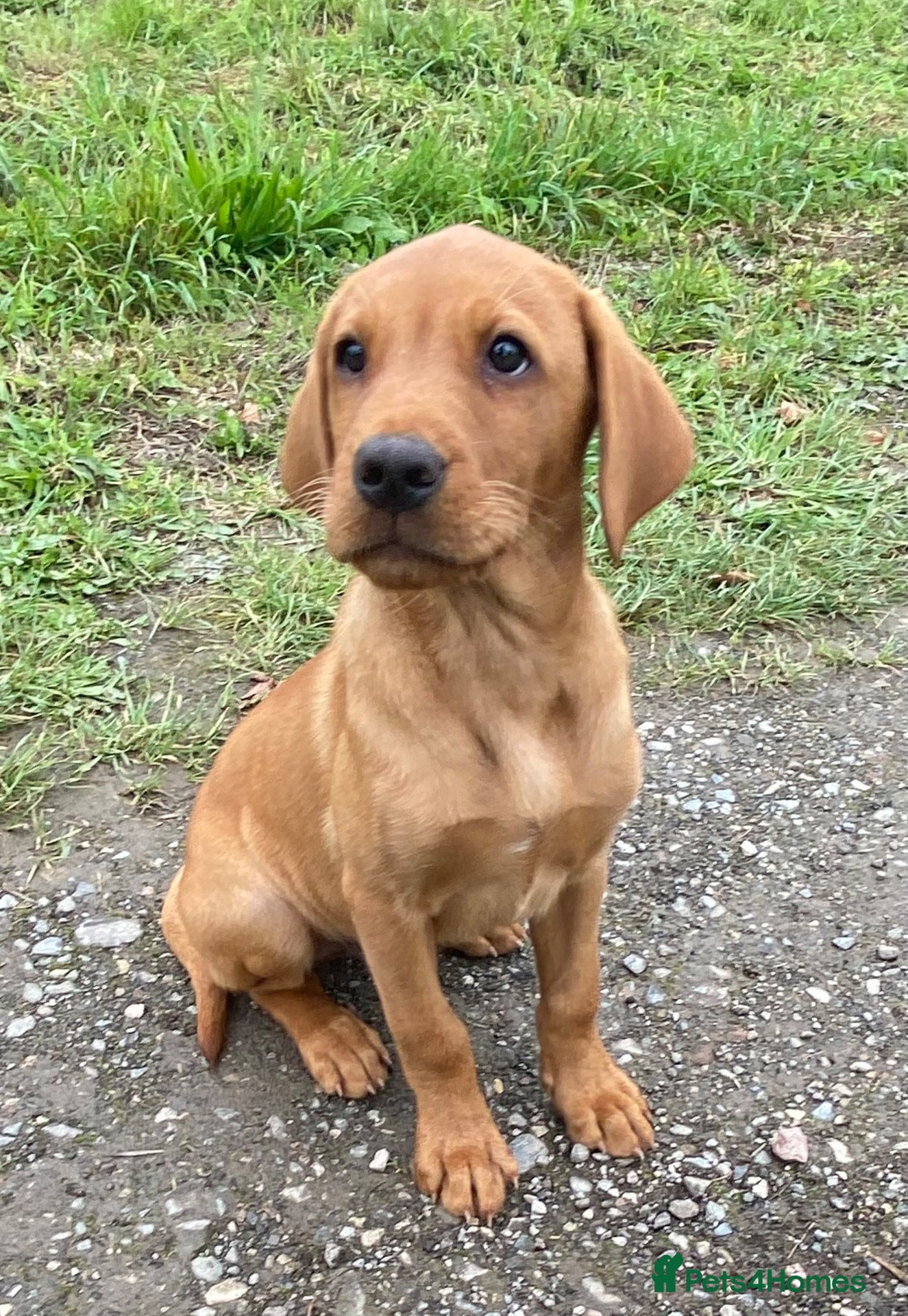 Labrador Retriever dogs EXCEPTIONALLY WELL BRED FOX RED LABRADOR PUPPIES  - Advert 9