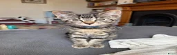 Abyssinian cats for sale: Absynnian tabby mix kittens 1 boy and 1 girl left in Margate - Advert 5