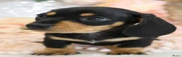 Miniature Dachshund dogs for sale: KC Miniature Dachshund Puppies - Advert 23